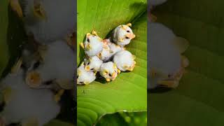 White Bat Honduran White Bat Ectophylla alba  Observed in Description [upl. by Kcirdet]