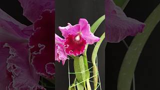 Rhyncholaeliocattleya River Kwai Pink cattleya orchid anggrek [upl. by Ramirol]