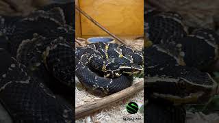 Twoheaded venomous snake 😱🐍🐍 NOPE ❌🤔 kyreptilezoo venomous snakes reptiles [upl. by Torrie]