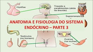 Anatomia e Fisiologia do Sistema Endócrino  Parte 3 [upl. by Nivel685]