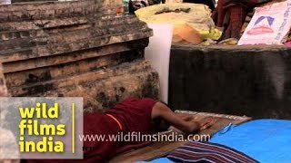 Tibetan pilgrims prostrate to worship at Bodhgaya  32nd Kalachakra [upl. by Mages]