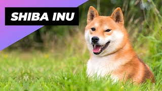 Shiba Inu 🐕 From Japan with Love [upl. by Tabina]