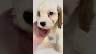 Cutest little Cavachon puppy fyp pet [upl. by Rebmik]