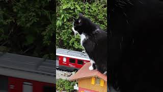 Catzilla bedroht die Stadt 🙀 gardenrailway gartenbahn cat [upl. by Walters]