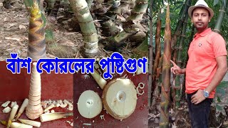 বাঁশ কোড়লের উপকারিতা  বাঁশ কোড়ল রেসিপি  বাঁশ কোরলের পুষ্টিগুণ  বাস কোরল  বাস কোরলের গুণাগুণ [upl. by Daniella]