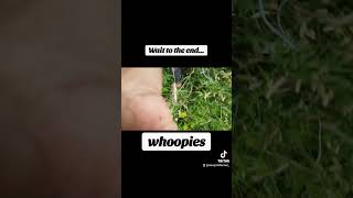 Had a little Whoopies flying my drone 🤣 dronefails farmlife cropfarm [upl. by Alanson]