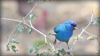 Indigo Bunting Passerina cyanea [upl. by Lodhia180]