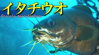 【 イタチウオ 】浅瀬で出会える深海魚 Brotula multibarbata [upl. by Jessalyn560]