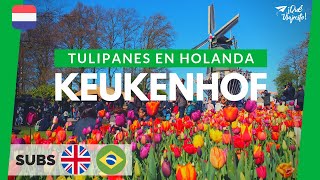 Keukenhof Todo sobre el mayor parque de tulipanes del mundo  Holanda [upl. by Mar368]