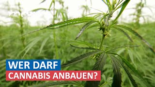 Legalisierung von Cannabis Chance für mitteldeutsche Landwirte  Umschau  MDR [upl. by Luce]