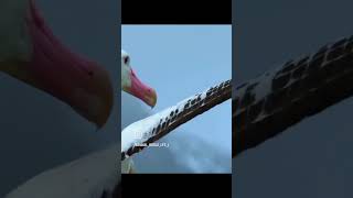 PART2 LIFE OF ALBATROSS BIRD 🐦 ❤️‍🔥❤️‍🔥❤️❤️ viralvideo youtubeshorts animal albatrossnature [upl. by Euhc]