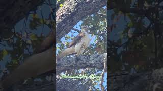 Ferruginous Hawk raptors falcons falconry طير [upl. by Adnarahs171]