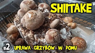 Grzyby Shiitake uprawa w domu  twardnik japoński twardziak jadalny zdrowe tanie grzyby [upl. by Grenier]