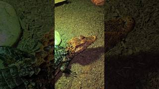 Amazing Cuviers Dwarf Caiman share shorts trending viral subscribe follow beautiful new [upl. by Abbate]