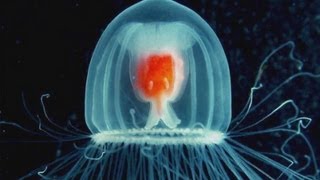 How to Live Forever Be a Jellyfish [upl. by Zeret]