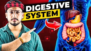 How Digestive System Works 3D Animation [upl. by Enirol]