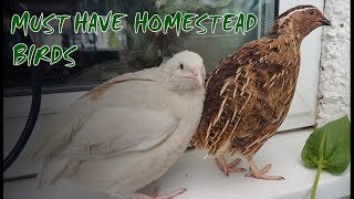 6 Reasons to Keep Quail  Perfect Homestead Birds [upl. by Adler901]