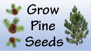 How To Grow Pine Tree From Seeds [upl. by Vaclav]