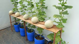 Easy method to grow cantaloupes at home with big sweet fruits [upl. by Oine]