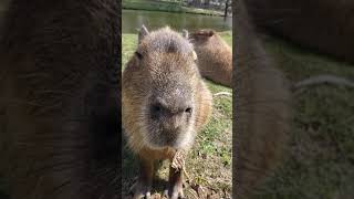 Capybara sound  El sonido del carpincho Ciudad de Minas Lavalleja Uruguay [upl. by Keeley685]