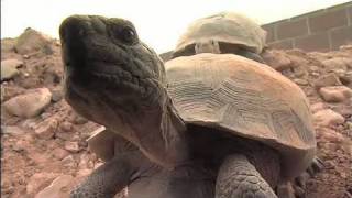 The Heat is On Desert Tortoises amp Survival Part 1 of 4 [upl. by Thema840]