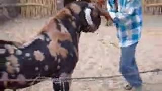 Goat Farming India  Goat Farm Stays Rajasthan [upl. by Hinze]