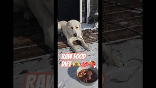 Raw food diet for my dog known as the Barf diet doglover dogfood foryou [upl. by Atalee10]