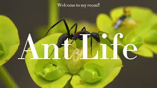 Ant Life  Insect world  HDR  4K [upl. by Mirelle]