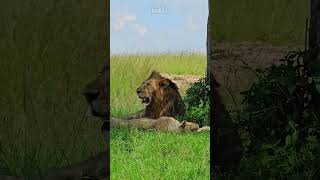 Lion Pride Relaxing  Wildlife ShortsAfrica [upl. by Enoid]