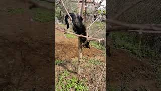 Une nouvelle espèces de singe🤣 acrobate et jardinier [upl. by Durham427]