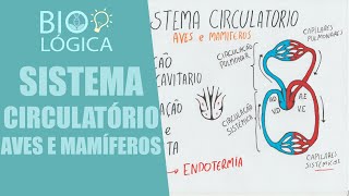 BIO LÓGICA AVES E MAMÍFEROS  SISTEMA CIRCULATÓRIO [upl. by Jadda]