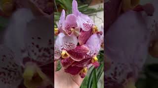 Waling Waling Vanda Orchids orchids vandaorchids flowers nature satisfyingshorts [upl. by Ecinej]