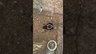 Freshly molted Brachypelma auratum Female feeding [upl. by Kentiga]