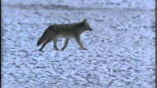 Coyote walking on snow during winter in Grand Teton National Park [upl. by Seravat]