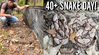 South Carolina Tin Flipping for Snakes Finding Copperheads and Rattlesnakes Under Cover [upl. by Annayad]