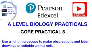 Using a microscope  observe draw and label cells  Core practical 5 [upl. by Ettelra]