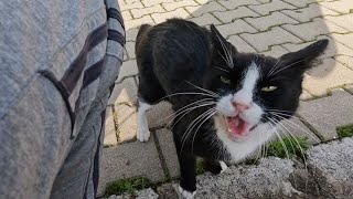 Tailless tuxedo cat starts meowing loudly as soon as she sees me [upl. by Junina454]