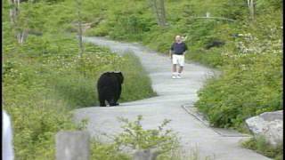 WLOS Bear chases man at Clingmans Dome in GSMNP [upl. by Rancell]