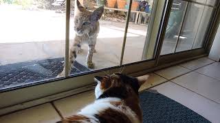 Bobcat Mom Confronts Domestic Cat [upl. by Handler]