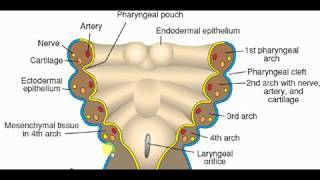 Anatomy  BRANCHIAL ARCHES  1 [upl. by Lisbeth]