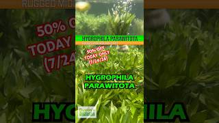 🚨50 OFF🚨HYGROPHILA CORYMBOSA ‘PARAWITOTA’ Today Only 72424 [upl. by Myrilla]