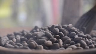 HÁBITAT 10  Sistemas Tradicionales Agroforestales El Cacao [upl. by Rosabelle]