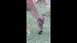 deer eats black bird [upl. by Papagena]