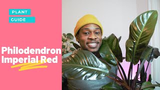 Philodendron Imperial Red Care Guide  All you need to know [upl. by Joli]