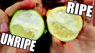 LIMES ARE ACTUALLY YELLOW  A RipeUnripe Comparison  Weird Fruit Explorer [upl. by Pylle]