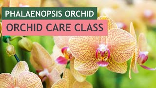 Phalaenopsis Orchid Care Class  VizcayaMuseum [upl. by Leerzej]