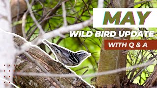 May 2024 Wild Bird Update [upl. by Micah235]