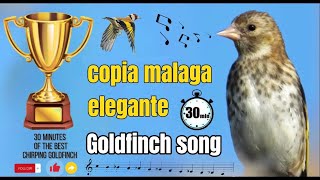 Copia Malaga Elegante para memorización los niños de jilguero y mixto jilguero  Goldfinch singing💿 [upl. by Maureen]