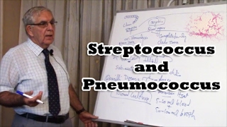 Streptococcus and Pneumococcus [upl. by Davidson917]