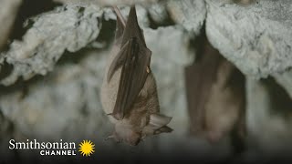 Why Bats are Better Than Humans at Dealing with Viruses 🦇 Virus Hunting  Smithsonian Channel [upl. by Wellington]